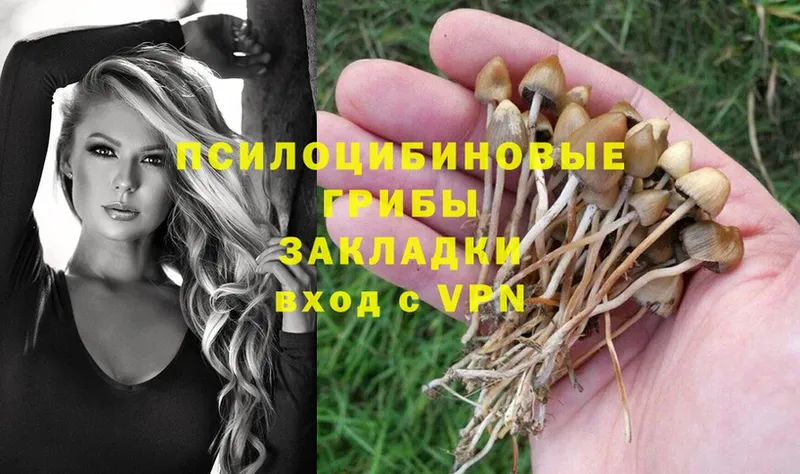 Псилоцибиновые грибы Psilocybe  Рыбное 